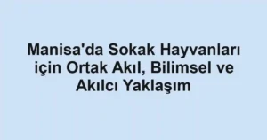 Manisa'da Sokak Hayvanları için Ortak Akıl, Bilimsel ve Akılcı Yaklaşım