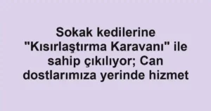 Sokak kedilerine "Kısırlaştırma Karavanı" ile sahip çıkılıyor; Can dostlarımıza yerinde hizmet