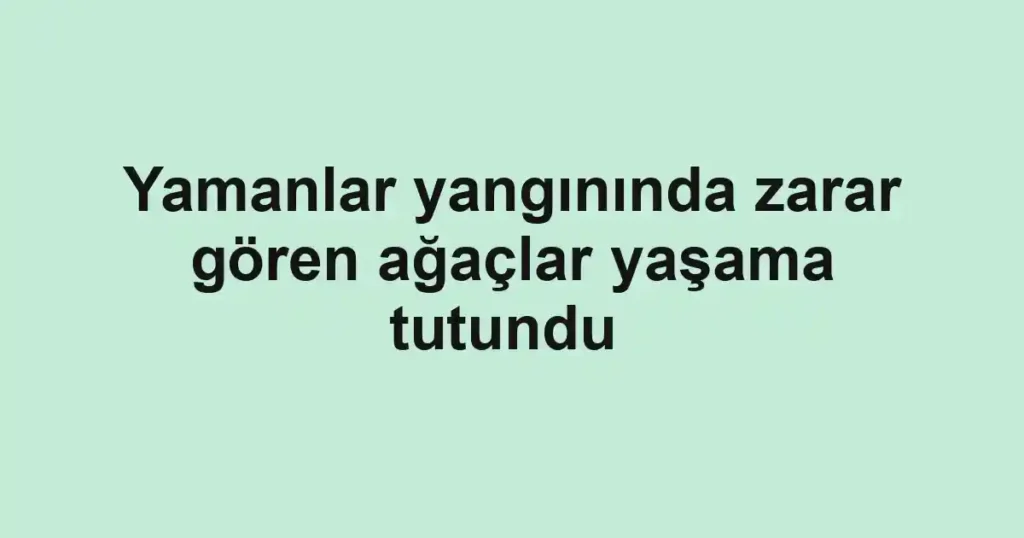 Yamanlar yangınında zarar gören ağaçlar yaşama tutundu 