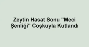 Zeytin Hasat Sonu "Meci Şenliği" Coşkuyla Kutlandı 2 Zeytin Hasat Sonu "Meci Şenliği" Coşkuyla Kutlandı