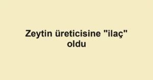 Zeytin üreticisine "ilaç" oldu